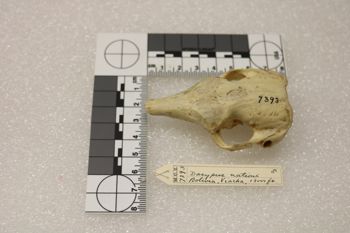 Media type: image;   Mammalogy 7393 Description: Image of skeleton specimen - dorsal view. dorsal view of skull.;